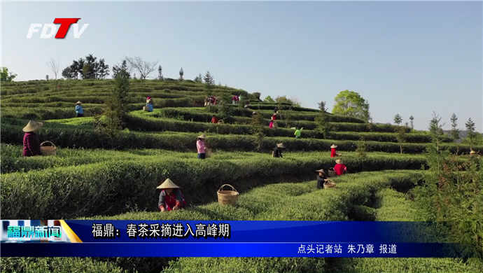 福鼎：又到春茶采摘季 茶農茶企采制忙