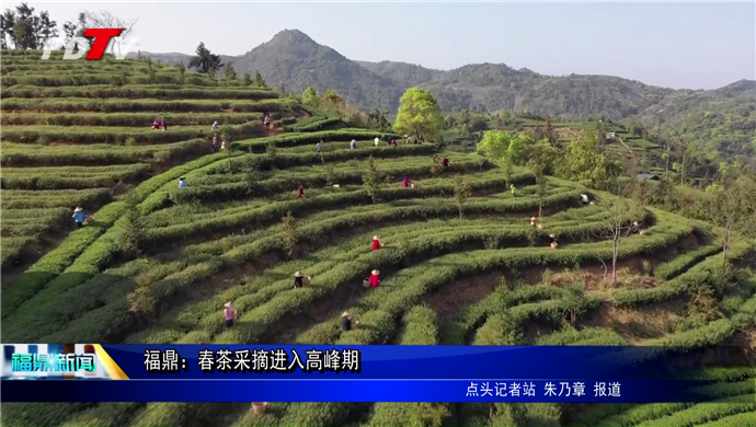 福鼎：又到春茶采摘季 茶農茶企采制忙