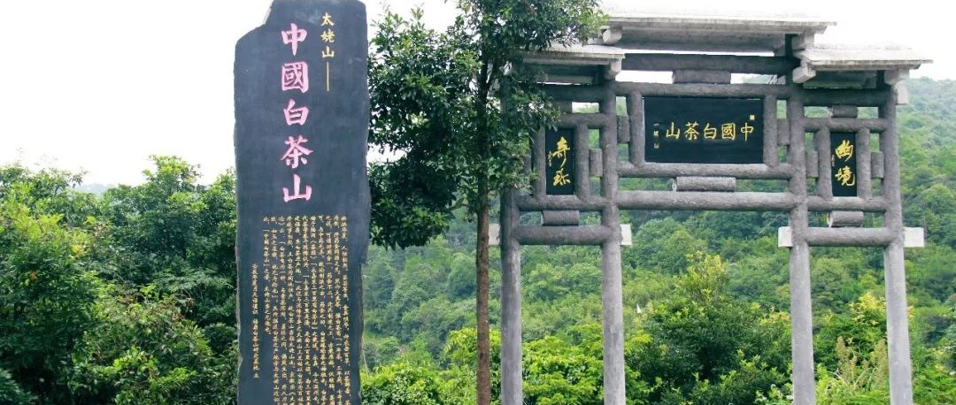 走，去白茶故里方家山感受不一樣的畬族“三月三”