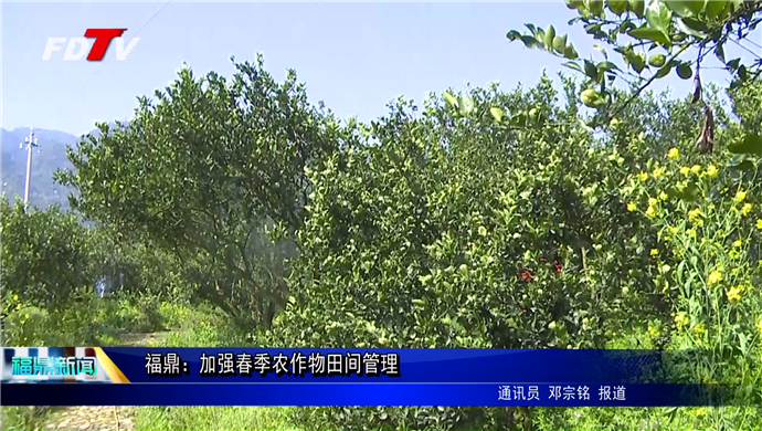 福鼎：加強春季農作物田間管理