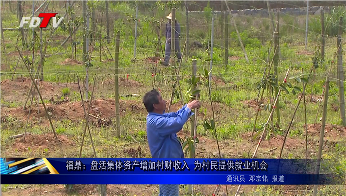 福鼎：盤活集體資產增加村財收入 為村民提供就業機會