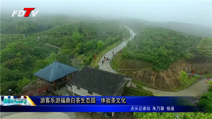 游客樂游福鼎白茶生態園    體驗茶文化