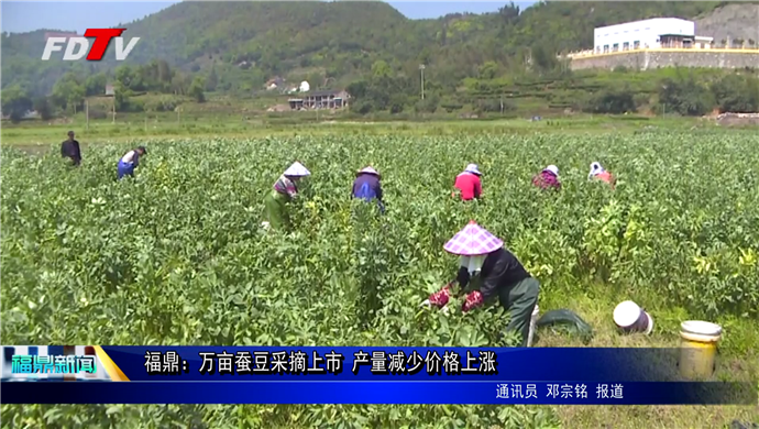 福鼎：萬畝蠶豆采摘上市 產量減少價格上漲