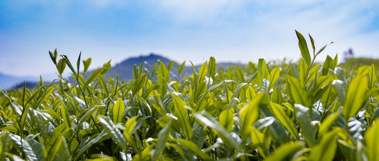 一戶一卡一茶園，茶青也有了“身份證”！