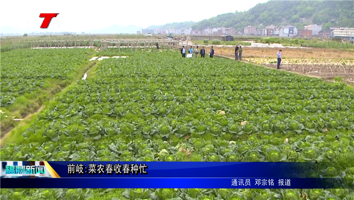 前岐:菜農春收春種忙