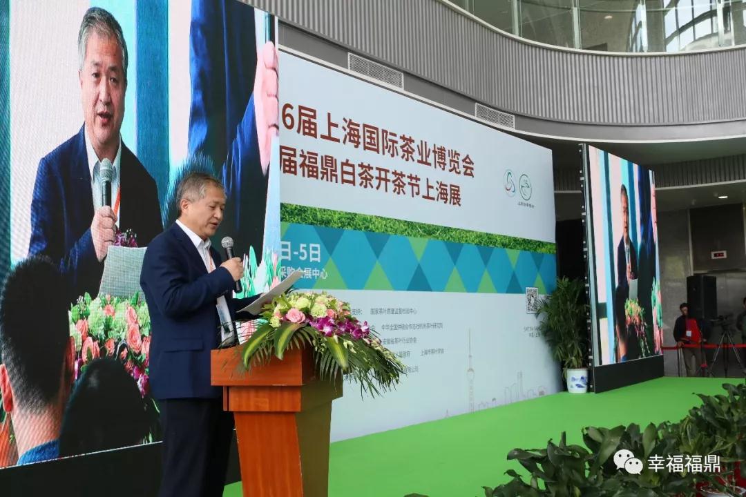 福鼎白茶香飄上海灘，還有最新研究成果趕緊收藏！