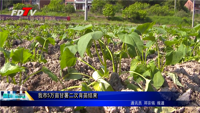 我市5萬畝甘薯二次育苗結束