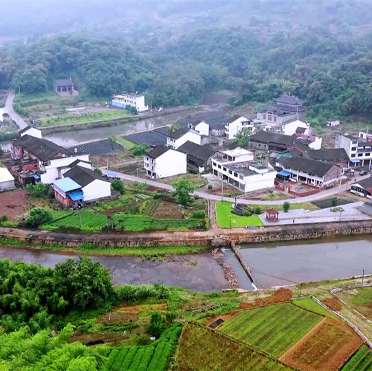 顏值好氣質佳，福鼎大毫茶的發源地翁溪村大變樣