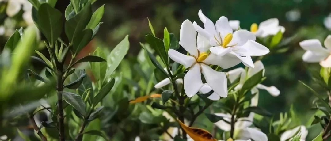 6月來貫嶺很值，賞花海、品美食、拍美照、自由行......
