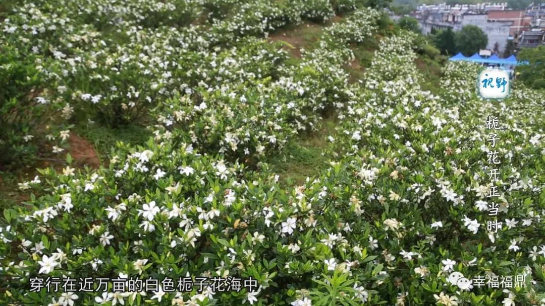 【視野】梔子花開：好看，好玩，又好吃