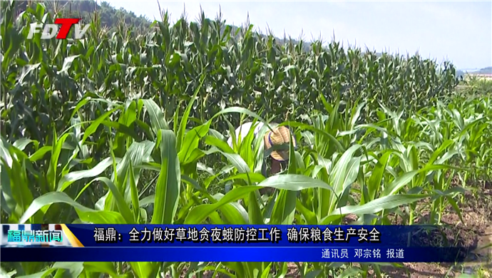 福鼎：全力做好草地貪夜蛾防控工作 確保糧食生產安全