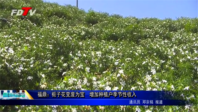 福鼎：梔子花變廢為寶  增加種植戶季節性收入
