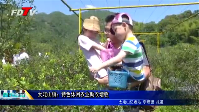太姥山鎮：特色休閑農業助農增收
