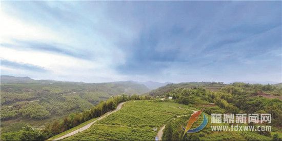黃崗村：全國茶葉現場會召開地