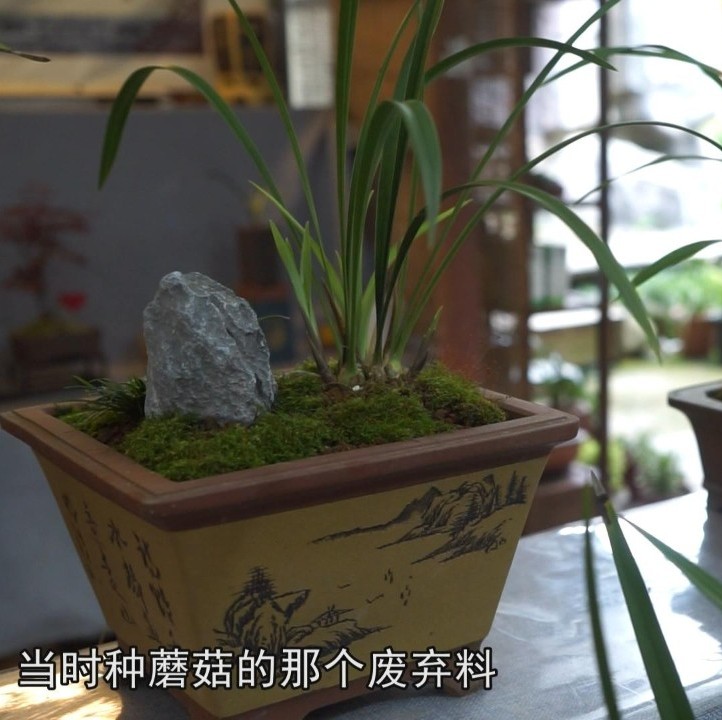 【視野】與蘭花偶然的一次相遇，讓他從此愛上了這種植物