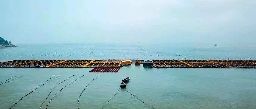 水上田園風光美如畫，背后是一場福鼎海域環境“整形”記