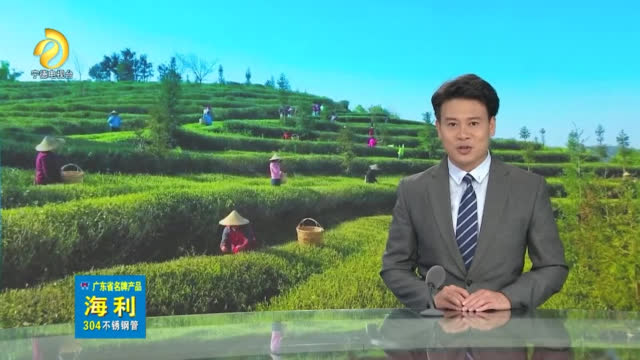 福鼎白茶：一片茶葉成就一個產業