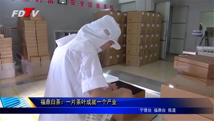 福鼎白茶：一片茶葉成就一個產業