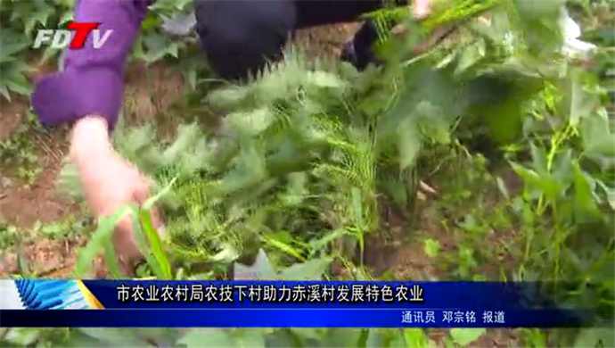 市農業農村局農技下村助力赤溪村發展特色農業