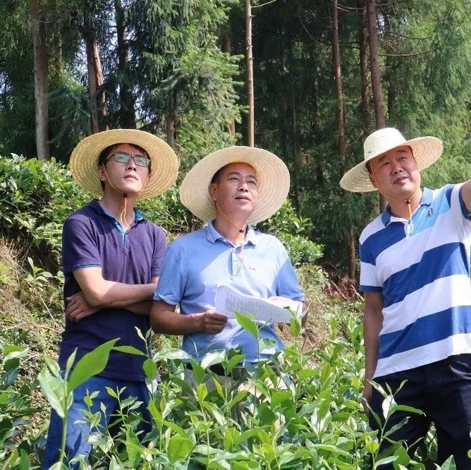 疊石鄉：保護森林資源，守護綠水青山