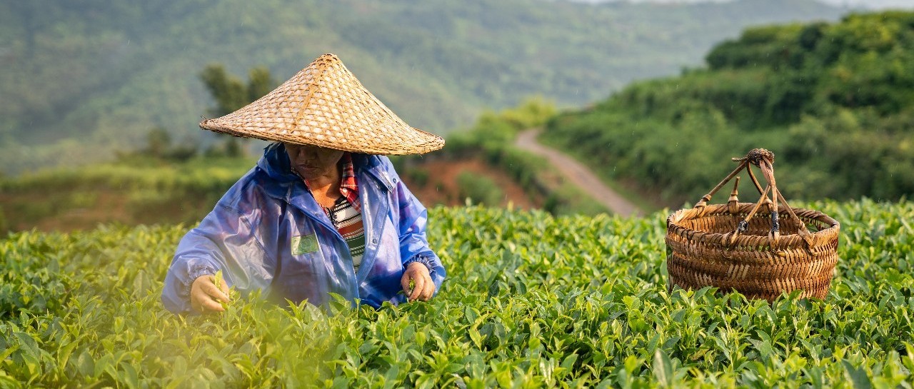 點頭：多措并舉打擊違法行為，齊抓共管保護森林資源