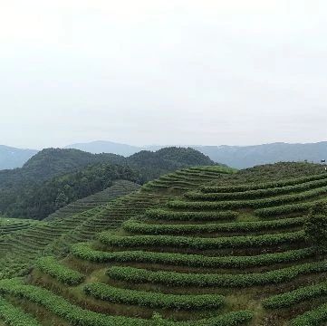 想不到吧？福鼎首個APP茶青憑證交易平臺投入使用