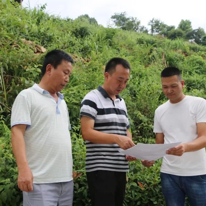 龍安：嚴態勢，多舉措，持續抓好森林資源保護工作