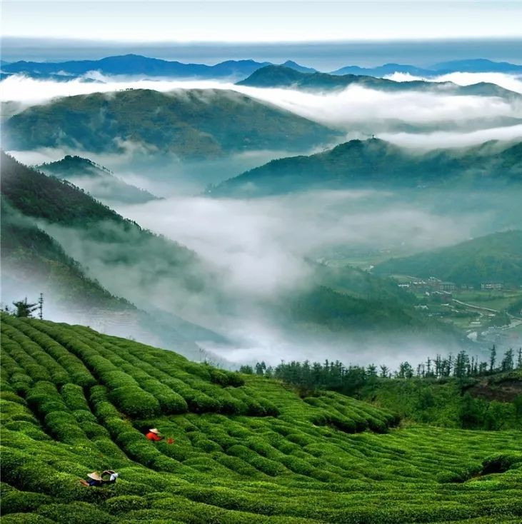 含“茶”的福鼎地名里，有沒有你的家鄉？