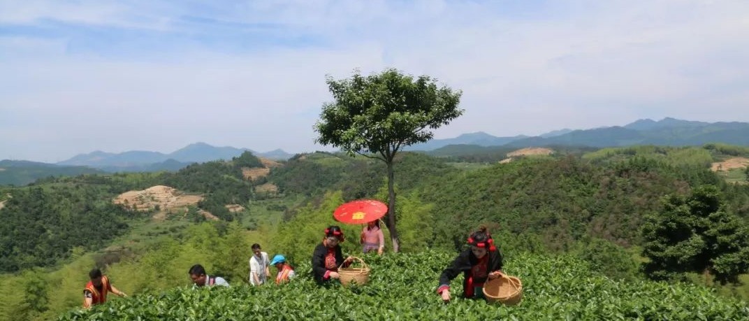 一盞清茶滌鄉風，走進吳陽山一定驚艷你