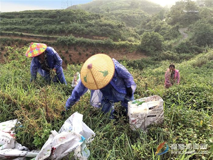 茶鄉點頭：狠抓茶葉源頭管理 確保茶葉質量安全