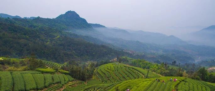 從“沿海山鄉小鎮”邁向“濱海茶鄉中心城鎮”，點頭鎮了不得！