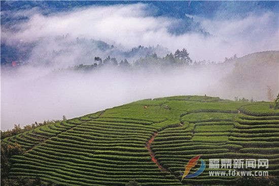 福鼎白茶將赴澳門亮相高規格經貿展會