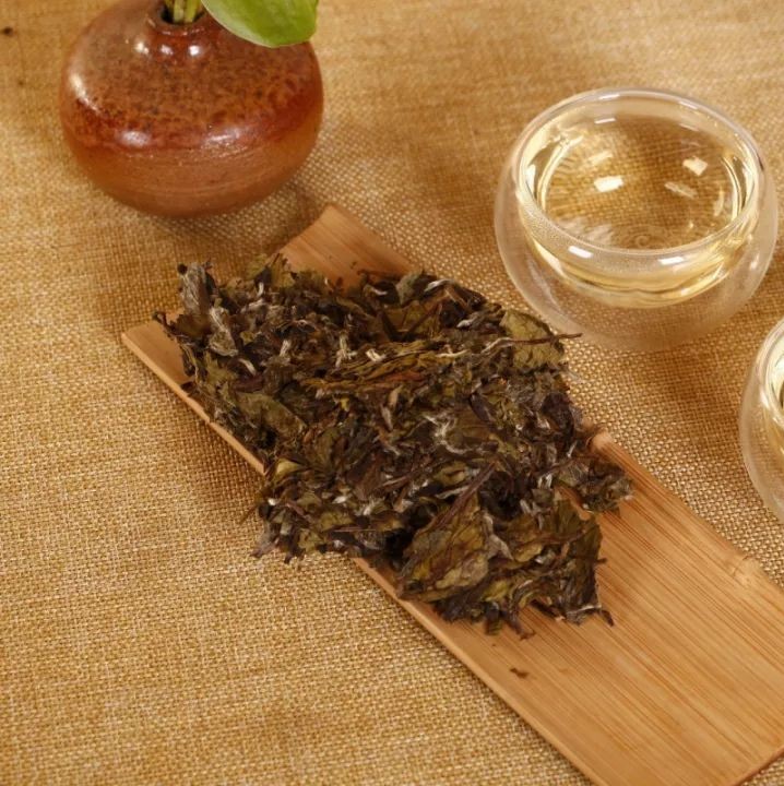 “福鼎白茶”將組團走進澳門，參加國際性經貿盛事