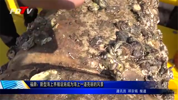 福鼎：新型海上養殖設施成為海上一道亮麗的風景