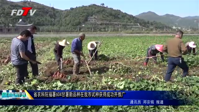 省農科院福薯604甘薯新品種在我市試種獲得成功并推廣