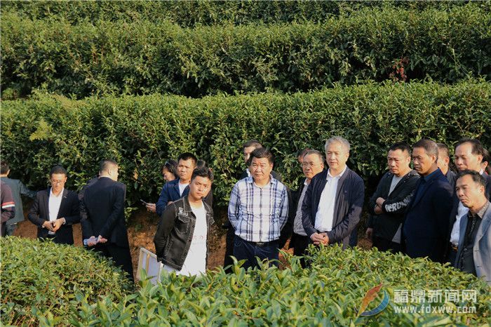 我市召開茶企雙月分析會第十次會議暨茶園信息化、基地化與冬季管理現場會