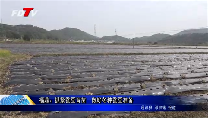 福鼎：抓緊蠶豆育苗  做好冬種蠶豆準備