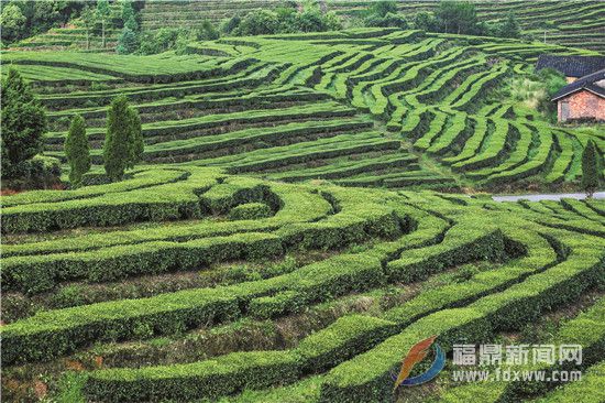 白茶帶來山鄉變