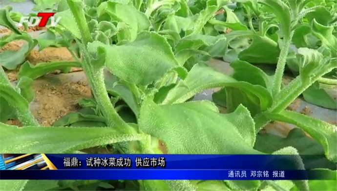 福鼎：試種冰菜成功 供應市場