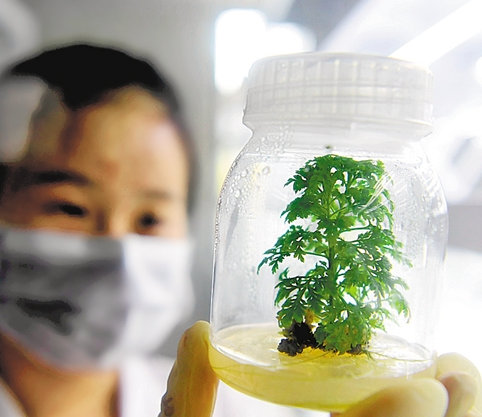 青蒿素制劑再獲突破