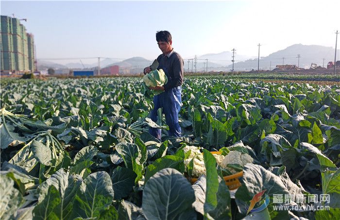田間菜園，菜農在采收花椰菜.jpg