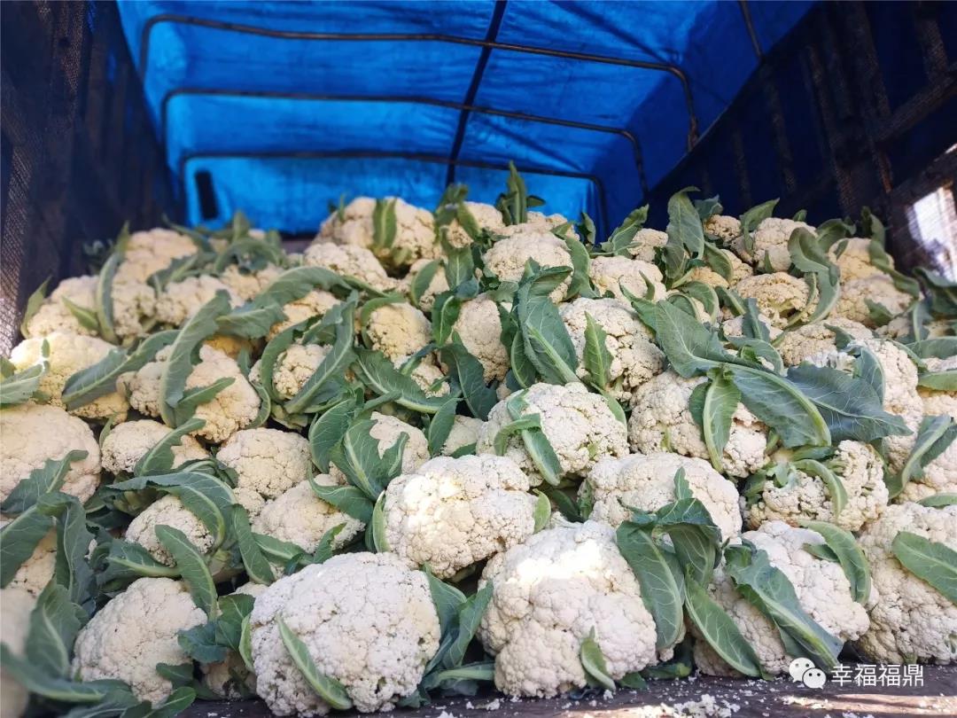 福鼎人餐桌上的花椰菜大都產自這里喲