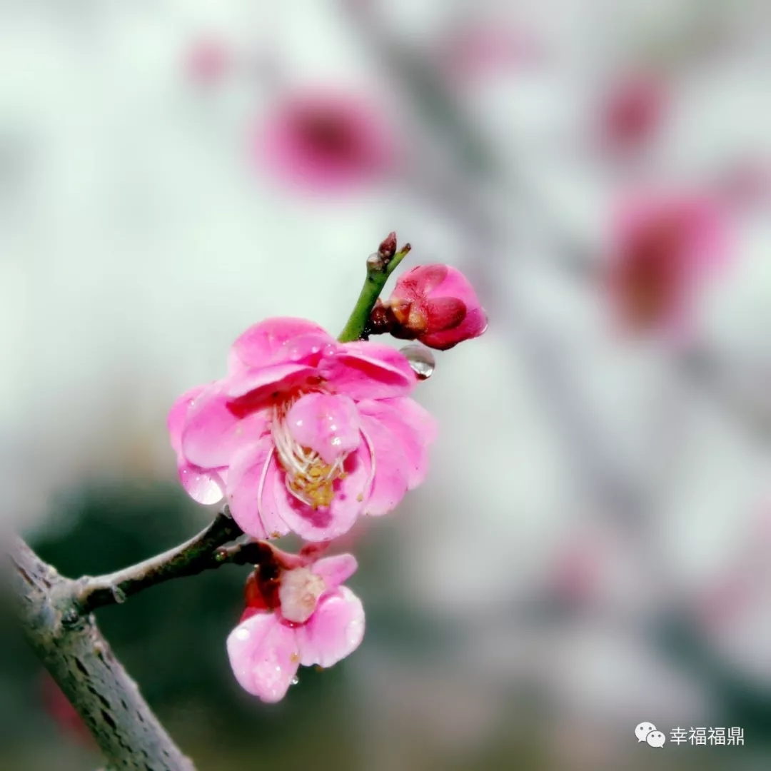 “碎雪”飄起，原來是太姥山的梅花開了……