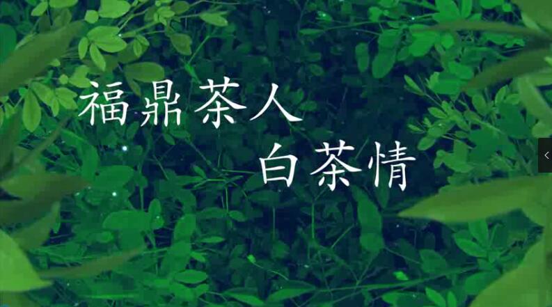 福鼎茶人白茶情