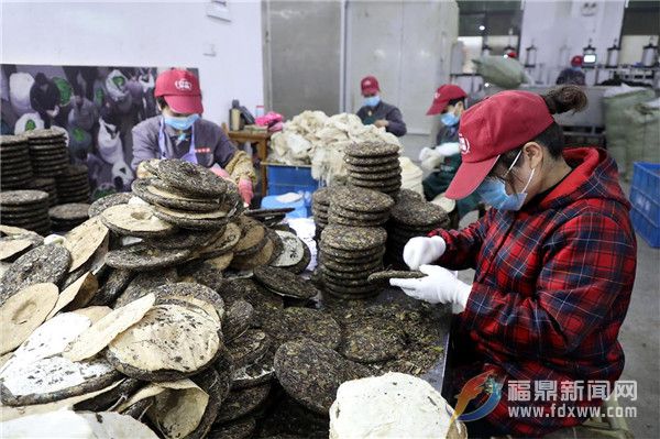 茶鄉點頭：防疫生產兩不誤，茶企茶農齊忙碌