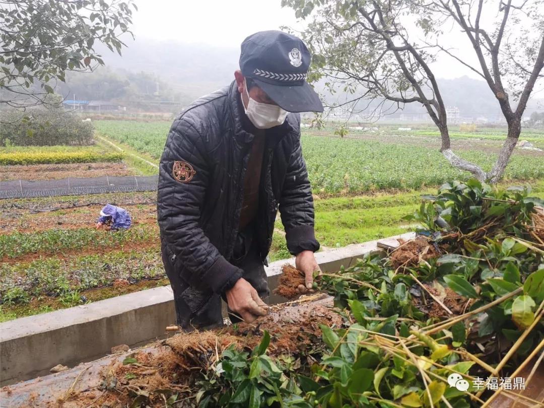 搶抓農時，福鼎防疫春耕兩不誤
