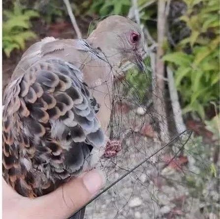 福建還有人在販賣野生動物！太囂張！