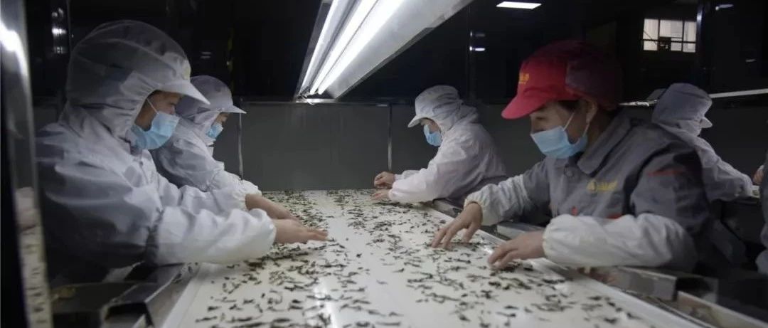 福鼎春意漸濃，茶農茶企吹響復工復產號角