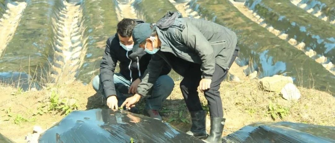 赤溪村防疫春耕兩不誤，筑牢扶貧成果
