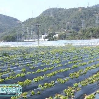 貼心！農技服務隊為春耕生產“護航”